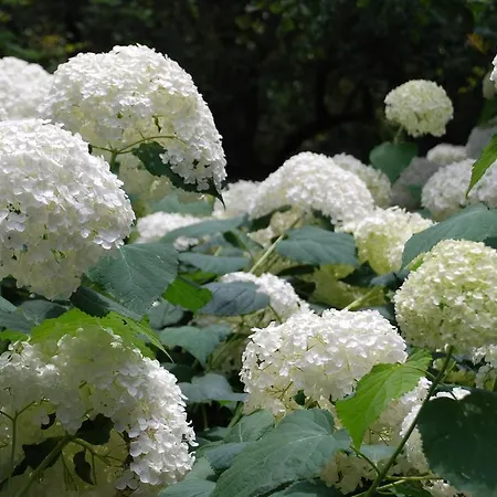Ξενοδοχείο Della Pergola Relais Et Chateaux Αλάσιο