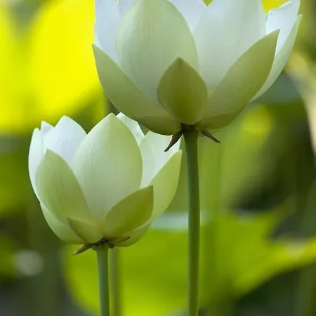 Hotel Della Pergola Relais Et Chateaux Alassio