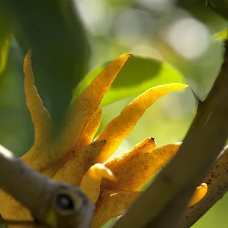 Della Pergola Relais Et Chateaux 5*