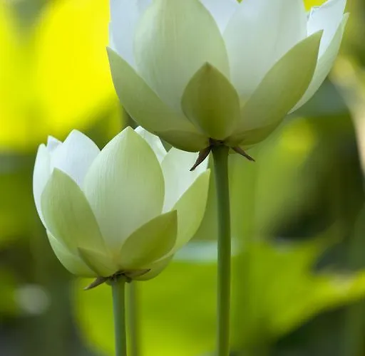 Hotel Della Pergola Relais Et Chateaux Alassio