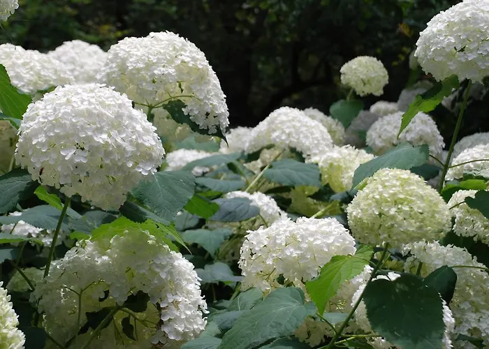 Hotel Della Pergola Relais Et Chateaux Alassio